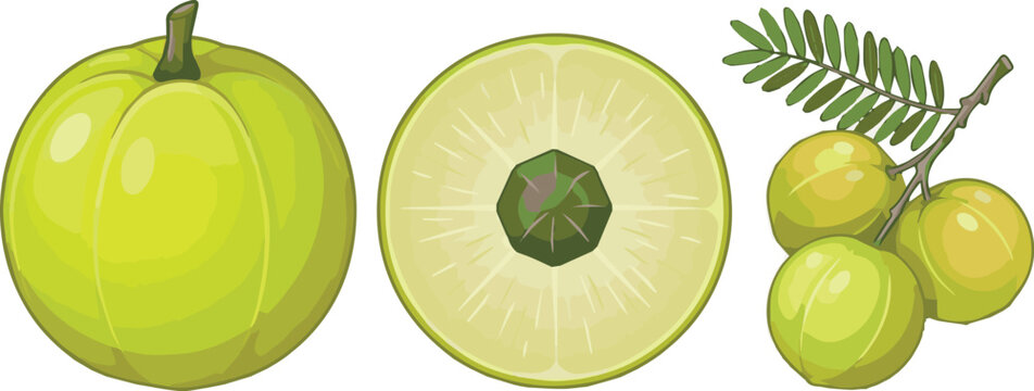 Set of fresh Indian gooseberry or amla fruits, whole and sliced, with leaves and branch, isolated vector illustration in kawaii flat style for organic healthy food and wellness design