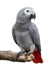 Obraz premium African Grey Parrot Perched on a Branch.