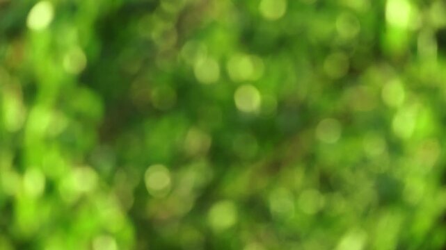 Dynamic green bokeh background of shimmering sunlight filtering through wind blown leaves