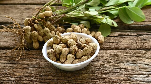 Fresh peanuts plants with roots on wooden table. gardening and organic farming concept
