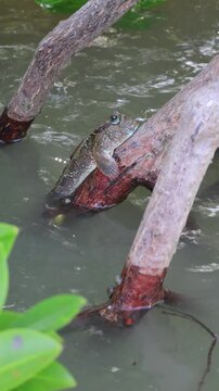 A mudskipper gripping tightly to a mangrove root with open eyes while resisting sea waves