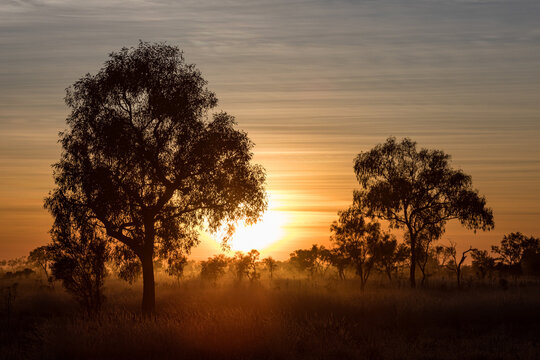 Gum trees silhouetted at sunrise in the open woodlands of the Northern Territory's savanna country.