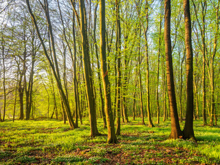 Sunny forest of beech and oak trees in early spring with first green leaves © AVTG