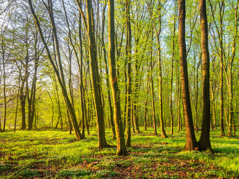 Sunny forest of beech and oak trees in early spring with first green leaves