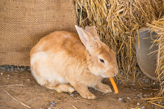 Rabbit Eating Carrot in Hay Barn: A fluffy brown rabbit sits inside a rustic hay barn, happily munching on a bright orange carrot.