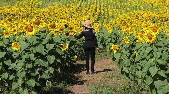 Female tourist in a straw hat walking through a vibrant blooming sunflower field on a sunny day