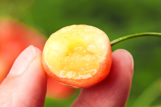 Fresh Yantai Cherry Picking in Shandong - Golden Honey Citrine Flesh Close-up