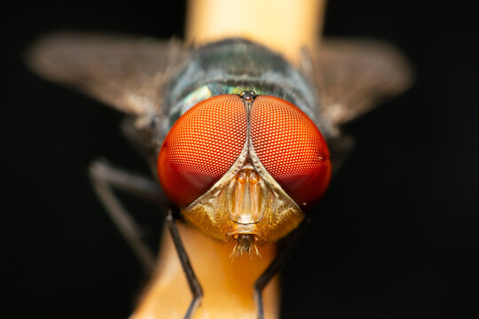 Extreme macro closeup of fly head featuring detailed red compound eyes sharp insect anatomy natural texture against dark background