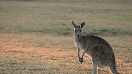 Wild Kangaroo Standing in Grassland During Sunset in Gold Coast Australia © blueringmedia