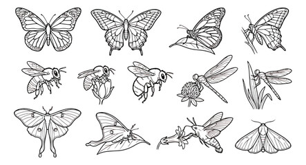 Vintage insect line art collection, 13 butterfly and bee vector icons, black and white sketches © usmi