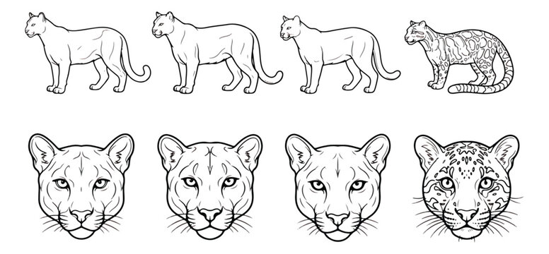 Cougar and Jaguar line art set, wild cat head and body icons, 8 black and white animal vectors