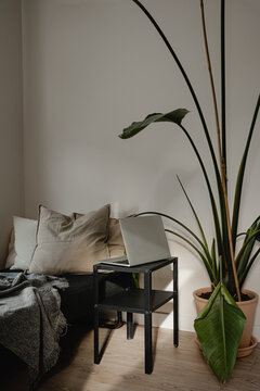 Plant in Minimalist Interior with Natural Light. Cozy Minimalist Living Room with Greenery and Natural Tones
