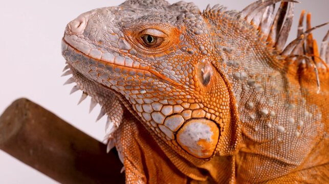Close Up Profile of a Vibrant Orange Iguana Perched on a Branch