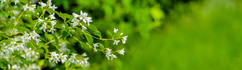 Naklejka premium Jasmine blossom branch in the garden in spring 
