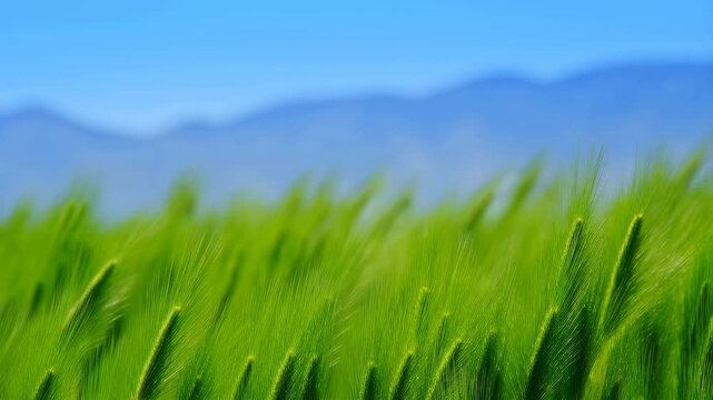 Lush green wheat field swaying gently in the breeze with a clear blue sky and distant mountains. Represents agriculture, nature's beauty, and the essence of rural life