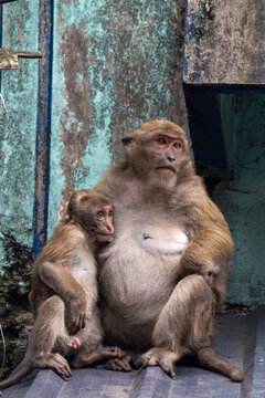 The rhesus macaque is diurnal, arboreal, and terrestrial. It is mostly herbivorous, feeding mainly on fruit, but also eating seeds, roots, buds, bark