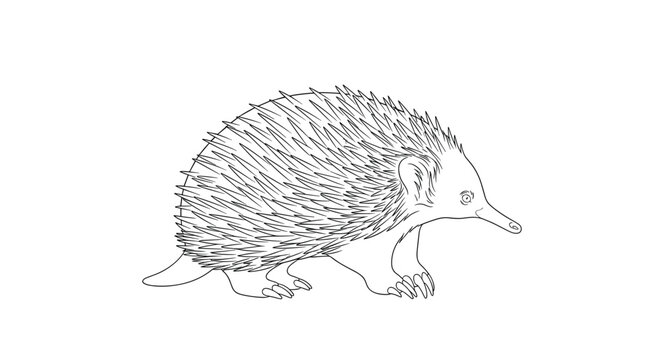 Realistic black and white line art illustration of an Australian echidna showing its characteristic spines and long pointed snout.