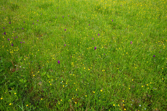 Alpen, Orchideen, Berge, Landschaft, Tirol