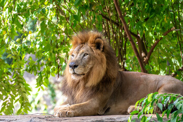 Male Lion Resting Under Green Trees © Chanyut