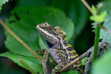 The variegated mountain lizard or Himalayan dragon (Japalura variegata) is an agamid lizard found in northern India, Bhutan, and Nepal. © karthick