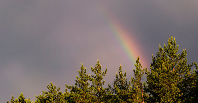 Natural spring landscape with the tops of pine trees with young shoots and a rainbow in the sky. Top view. Close.
