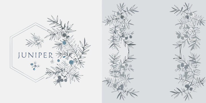 Juniper botanical illustration with gray watercolor branches and berries