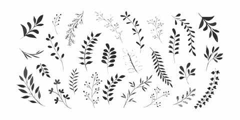 Foliage Silhouette Set Against White Background Botanical Illustration © Tapan