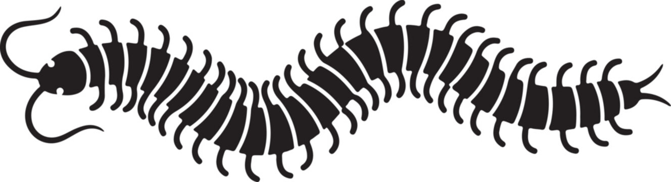 Detailed black silhouette vector illustration of a long centipede insect, featuring a segmented body and many legs, isolated on a clean background for graphic design projects.