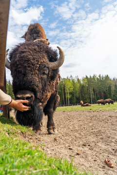 Epic hybrid zubrbizon feeding carrot wildlife animal vertical portrait. 
Cinematic view of tourist hand giving food to big wild bison buffalo bull head, 
furry mammal coat, horn and blue sky near fore