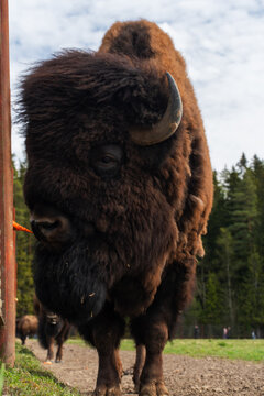 Epic hybrid zubrbizon feeding carrot wildlife animal vertical portrait. 
Cinematic view of tourist hand giving food to big wild bison buffalo bull head, 
furry mammal coat, horn and blue sky near fore