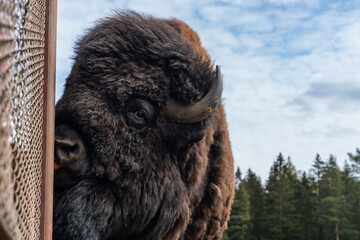 Epic hybrid zubrbizon close up head wildlife animal portrait.  Cinematic vertical view of big wild bison buffalo bull,  furry mammal coat, powerful horn and forest background.  © Yar