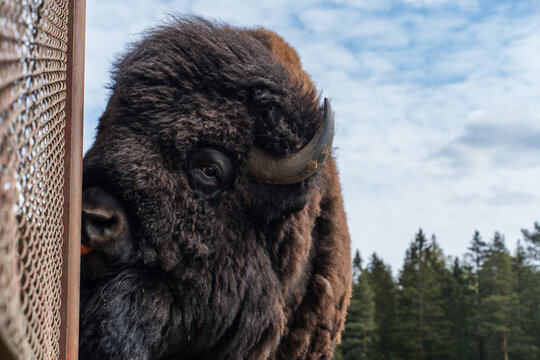 Epic hybrid zubrbizon close up head wildlife animal portrait. 
Cinematic vertical view of big wild bison buffalo bull, 
furry mammal coat, powerful horn and forest background.
