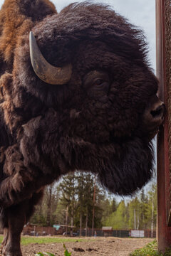 Epic hybrid zubrbizon feeding carrot wildlife animal vertical portrait. 
Cinematic view of tourist hand giving food to big wild bison buffalo bull head, 
furry mammal coat, horn and blue sky near fore