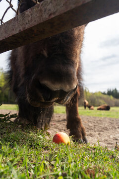Epic hybrid zubrbizon feeding carrot wildlife animal vertical portrait. 
Cinematic view of tourist hand giving food to big wild bison buffalo bull head, 
furry mammal coat, horn and blue sky near fore