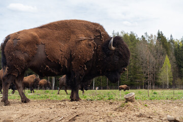 Epic wild American bison wood buffalo animal standing pasture forest vertical view.  © Yar