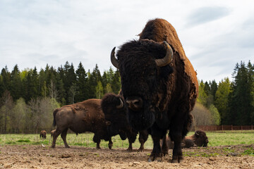 Epic wild American bison wood buffalo animal standing pasture forest vertical view.  © Yar