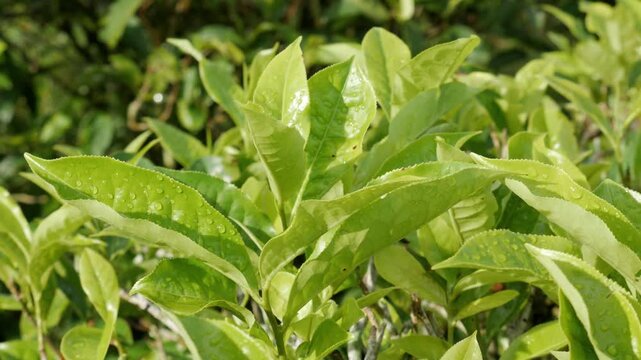 A vibrant 4K ultra HD horizontal footage capturing fresh green tea leaves with wet morning dewdrops shining under bright sunlight, swaying gently in the breeze.