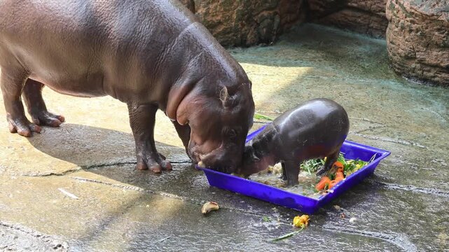 Cute baby pygmy hippo Moo Daeng copying her mother by chewing empty inside a food bowl