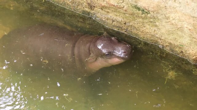 Adorable baby pygmy hippo Moo Daeng surfacing to breathe water and diving back down