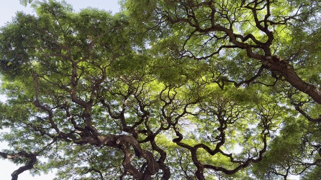 Samanea saman is a semi-deciduous species of flowering tree in the pea family, Fabaceae.  Honolulu Oahu Hawaii. saman, rain tree and monkeypod