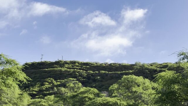 Kiawe tree (huarango) and a blue sky with white clouds. Diamond Head (volcanic tuff cone) in Honolulu Oahu Hawaii. Neltuma pallida (formerly Prosopis pallida) is a species of mesquite tree. Cumulus 