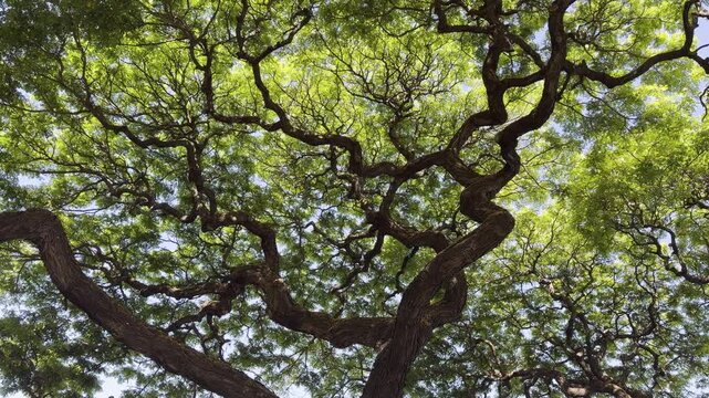 Samanea saman is a semi-deciduous species of flowering tree in the pea family, Fabaceae.  Honolulu Oahu Hawaii. saman, rain tree and monkeypod