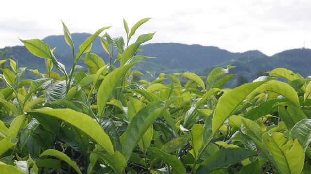 A scenic horizontal landscape shot focusing on vibrant tea plant sprouts swaying gently under a mild breeze, with beautiful rolling hills and dense green forest in the background.