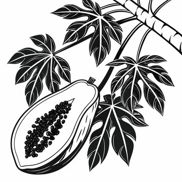 babaco silhouette on white background
