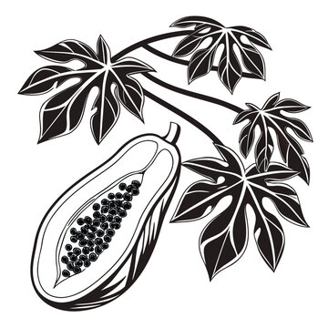 babaco silhouette on white background