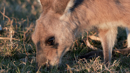 Close-up of a Young Kangaroo Grazing on Grass at Sunset in Australia © blueringmedia