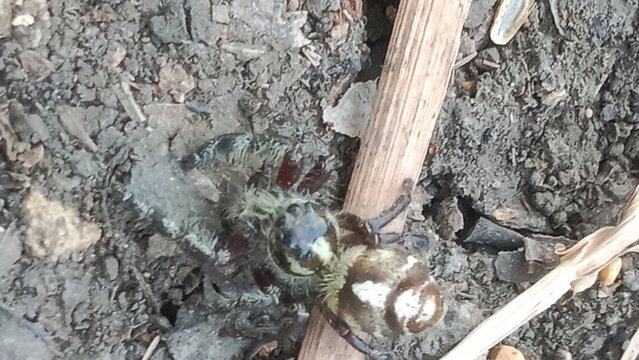 Exotic Hyllus jumping spider crawling on the ground
