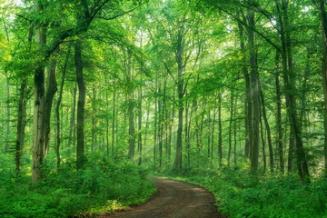 Obraz premium Winding footpath through green forest in spring with sunbeams and morning mist