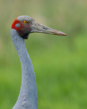 Brolga