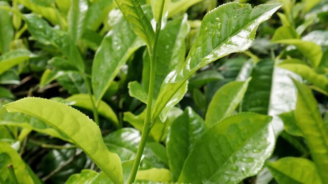 A close-up horizontal shot moving smoothly over healthy tea plant shoots, capturing the shiny wet texture of young green leaves covered in crisp morning droplets under daylight.